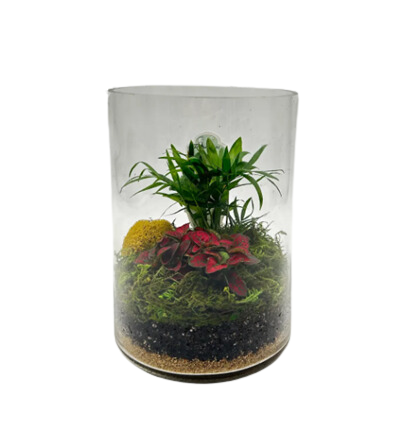 Cylinder Glass Terrarium